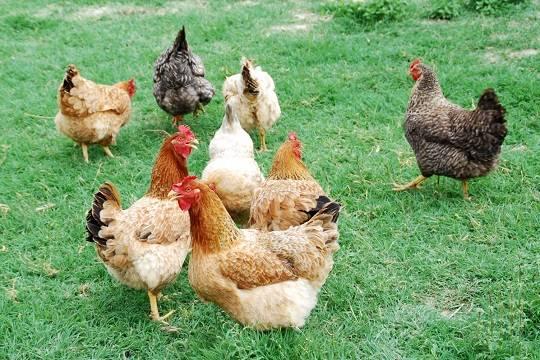 В Роспотребнадзоре оценили ситуацию с птичьим гриппом в стране