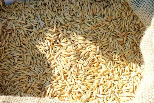 В России рассказали об условиях вывоза зерна с Украины