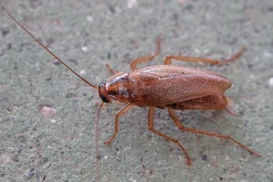 В США мужчина совершил двойное убийство из-за таракана