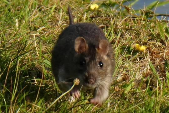 В западных странах начался Крысогеддон
