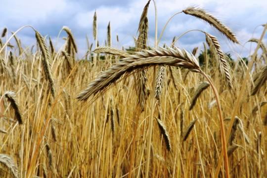 Василий Небензя сообщил о срыве зерновой сделки в отношении России