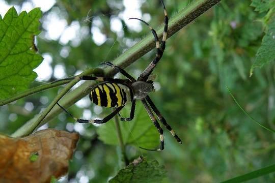 Ядовитые пауки-осы атаковали российские дачи