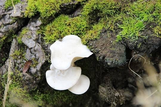 Жителей России предупредили о штрафах за сбор грибов весной