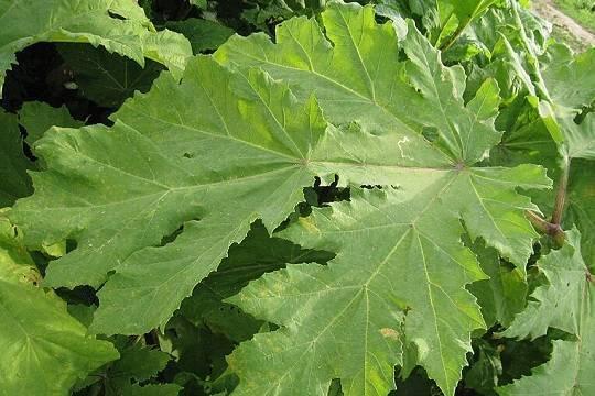 Жителям России напомнили об огромных штрафах за борщевик