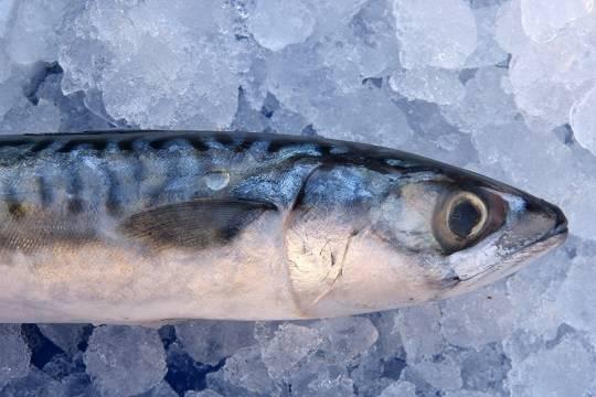Жителю Тихорецка вместо скумбрии продали ядовитую рыбу